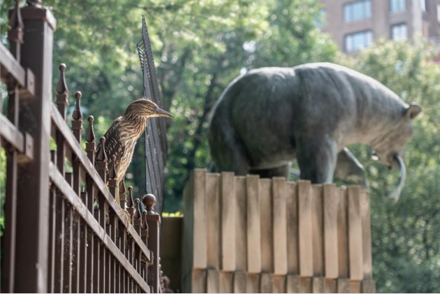 black crowned night heron at Lincoln Park Zoo entrance gate